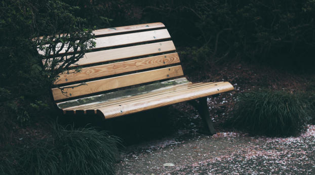 bench, park, foliage Wallpaper 1400x900 Resolution