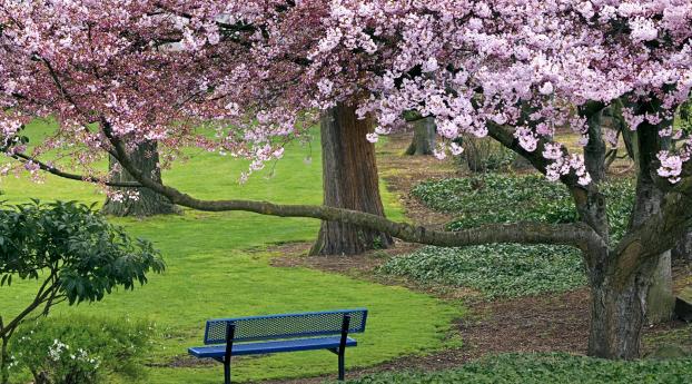 bench, tree, spring Wallpaper 600x800 Resolution