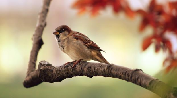 bird, sparrow, branch Wallpaper 2048x1152 Resolution