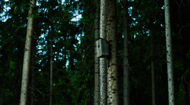 birdhouse, tree, forest Wallpaper 2560x1440 Resolution