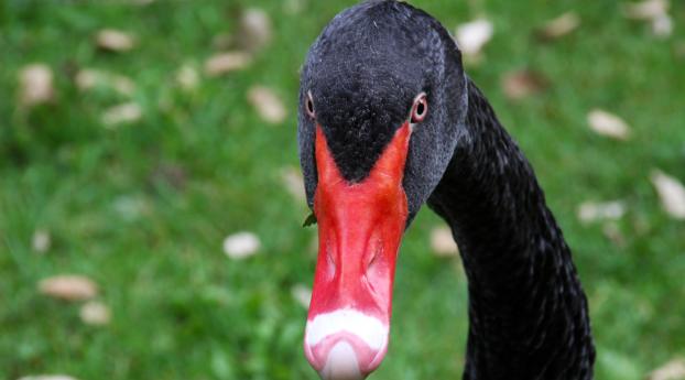 black swan, bird, beak Wallpaper 3840x1080 Resolution