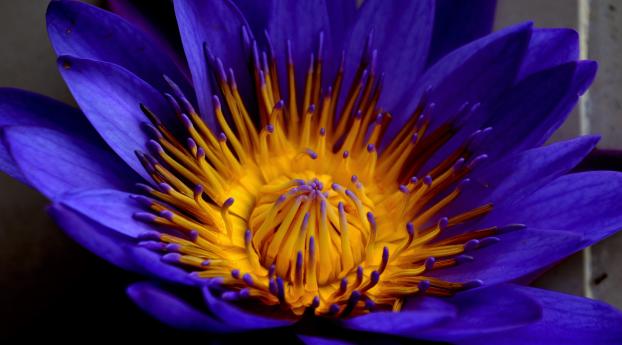 blue lotus, star lotus, water lily star Wallpaper