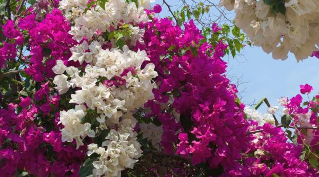 bougainville, flowering, two-tone Wallpaper 1600x900 Resolution