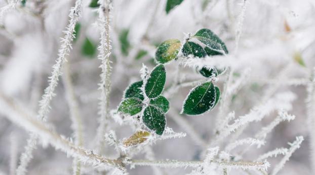 branch, frost, cold Wallpaper