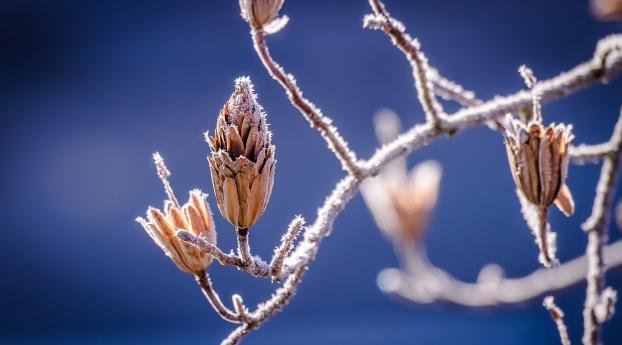branch, frost, flowers Wallpaper 2560x1080 Resolution