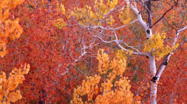 branch, leaves, autumn Wallpaper 1440x2960 Resolution
