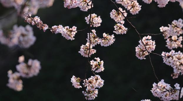 branch, spring, flowers Wallpaper 240x320 Resolution