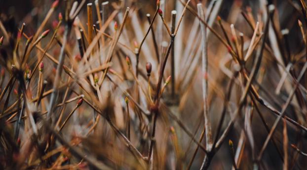 branches, grass, blur Wallpaper 1280x1024 Resolution