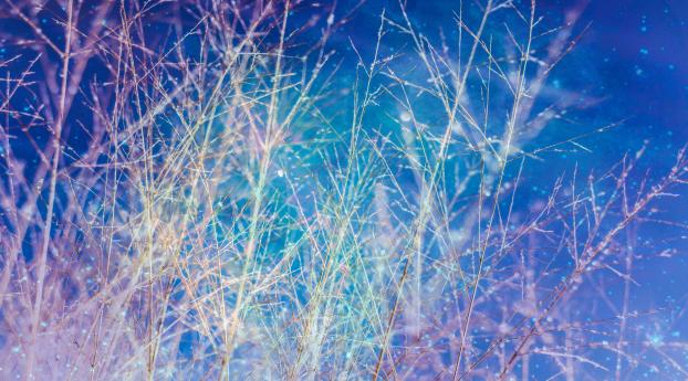 branches, sky, shine Wallpaper 2048x1152 Resolution