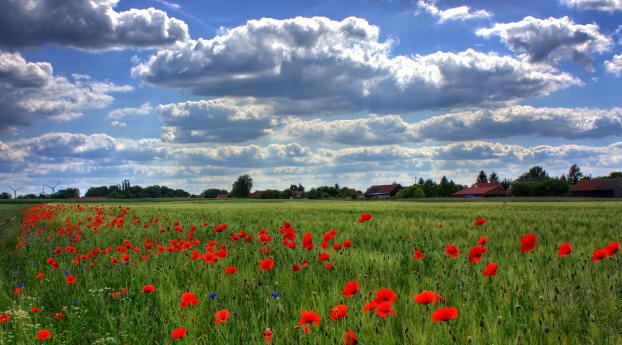 brandenburg, field, poppies Wallpaper 1024x600 Resolution