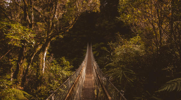 bridge, suspended, trees Wallpaper