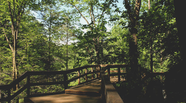 bridge, trees, foliage Wallpaper 2560x1024 Resolution