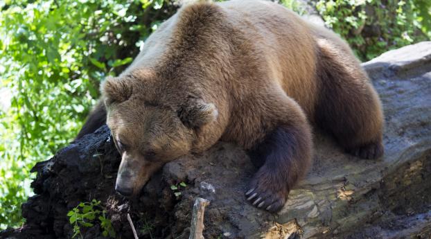 brown bear, lying, animal Wallpaper