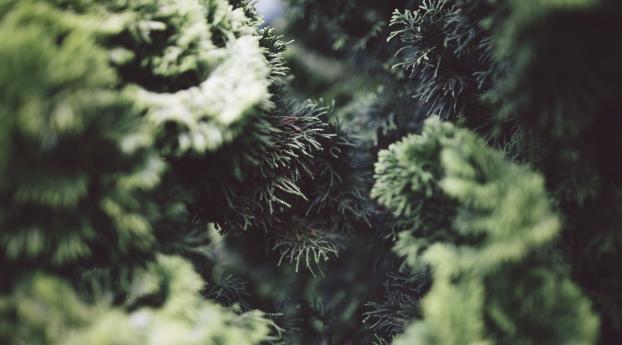 bush, pine needles, branches Wallpaper 3840x2400 Resolution
