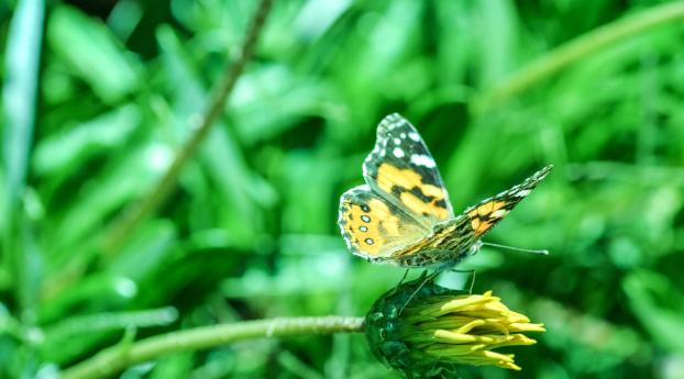 butterfly, flower, blur Wallpaper 2560x1024 Resolution