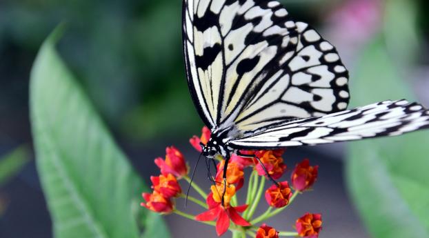 butterfly, flower, patterns Wallpaper 2560x1440 Resolution