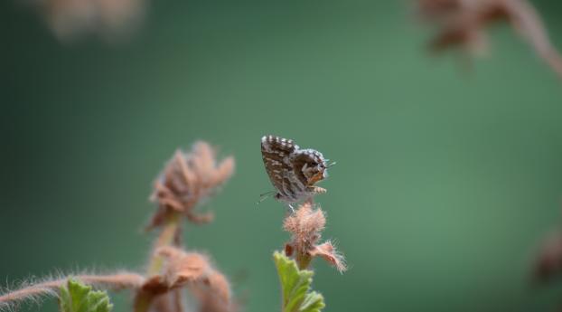 butterfly, insect, plant Wallpaper 1440x256 Resolution