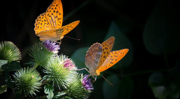 butterfly, wings, flower Wallpaper 2560x1800 Resolution