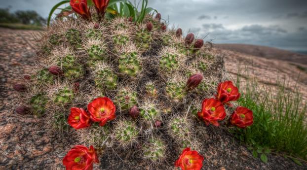 cactus, bloom, needles Wallpaper 1080x2160 Resolution