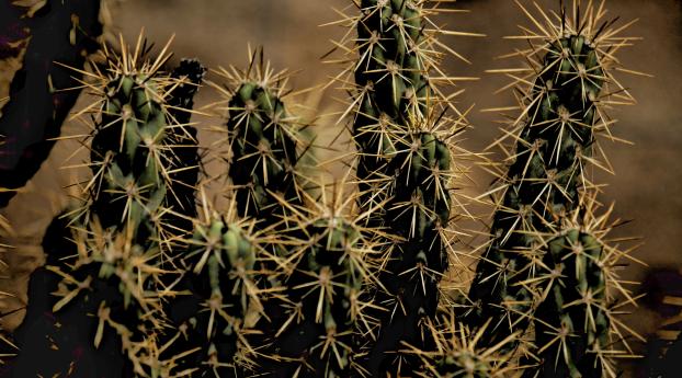 cactus, thorns, houseplant Wallpaper
