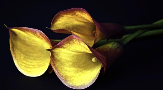 calla lilies, flowers, three Wallpaper 640x960 Resolution