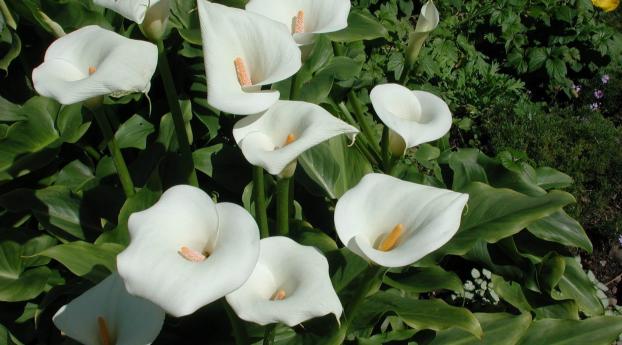calla lilies, flowers, white Wallpaper 480x484 Resolution