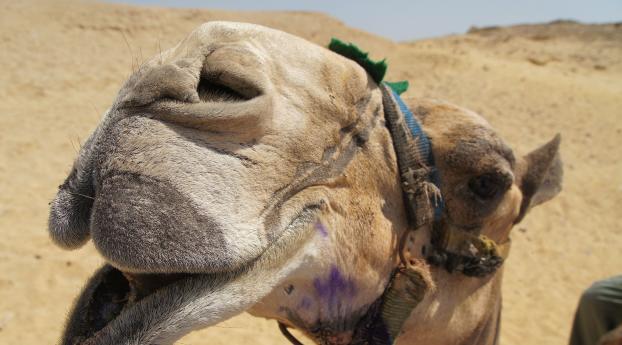 camel, face, mouth Wallpaper 3840x2400 Resolution
