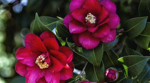 camellia, leaves, flowers Wallpaper 640x1136 Resolution