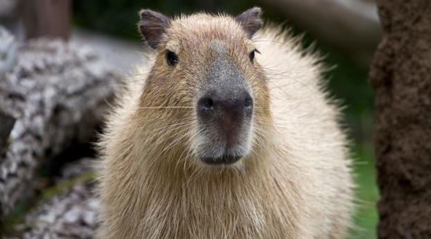 capybara, muzzle, nose Wallpaper 1024x576 Resolution