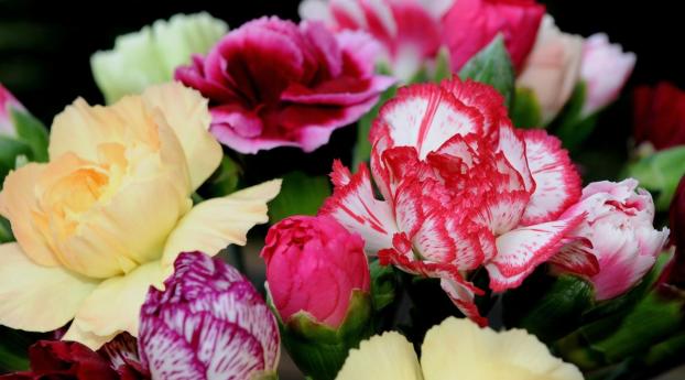 carnations, flowers, bright Wallpaper 2560x1080 Resolution