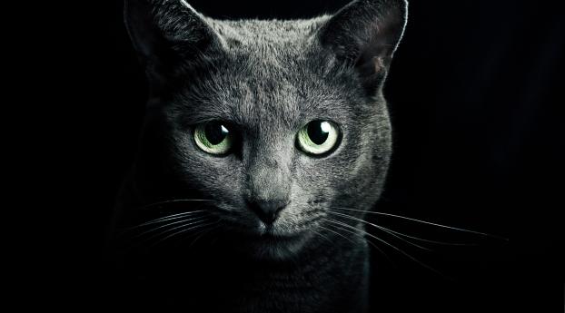 cat, black, breed Wallpaper 640x960 Resolution