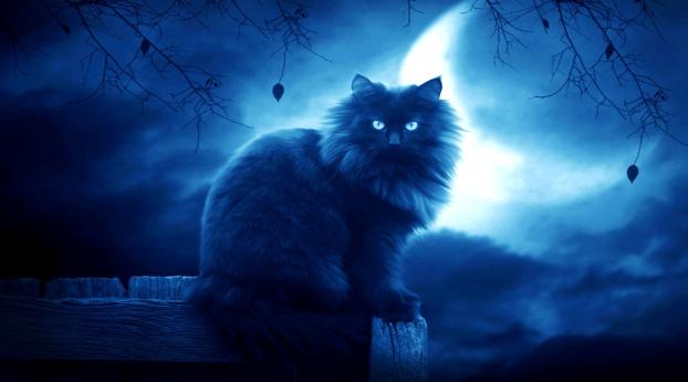 cat, black, moon Wallpaper