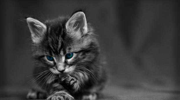 cat, black white, blue Wallpaper 320x240 Resolution