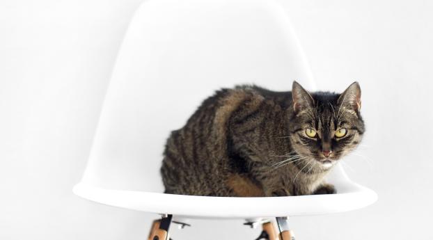 cat, chair, sit Wallpaper 3088x1440 Resolution