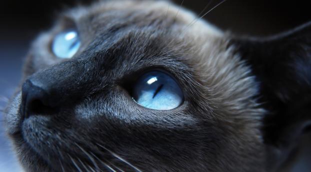 Cat Eyes Closeup Wallpaper