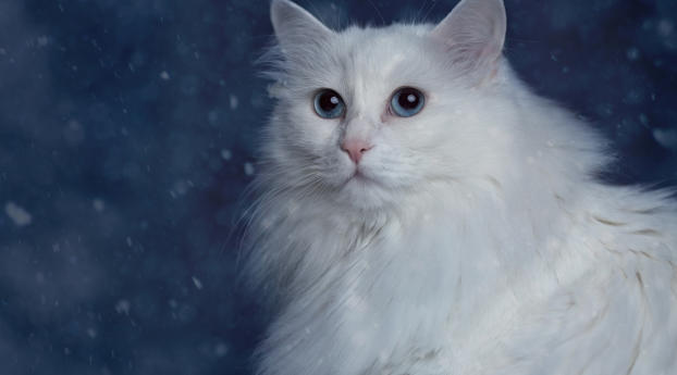 cat, fluffy, muzzle Wallpaper 320x480 Resolution