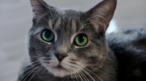 cat, green-eyed, muzzle Wallpaper 480x800 Resolution