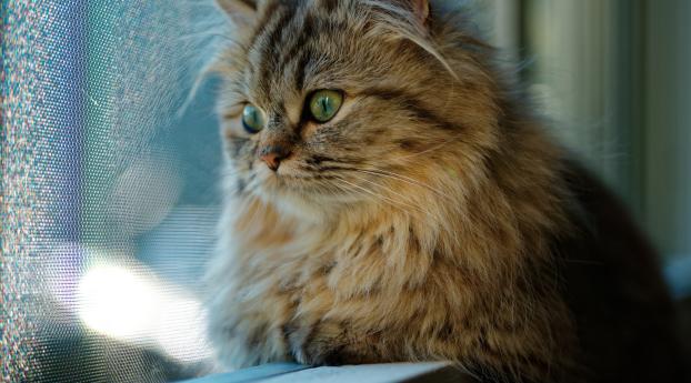Cat Looking Through Window Wallpaper 1080x2220 Resolution