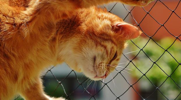 cat, red, mesh Wallpaper 1125x2436 Resolution