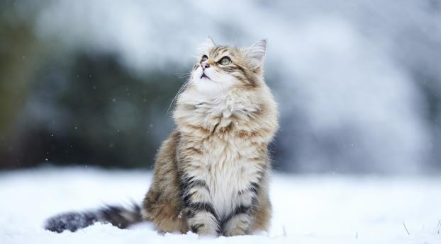 cat, snow, eyes Wallpaper
