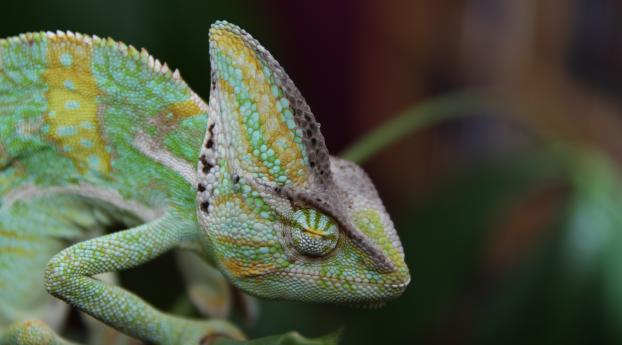 chameleon, reptile, color Wallpaper 768x1336 Resolution