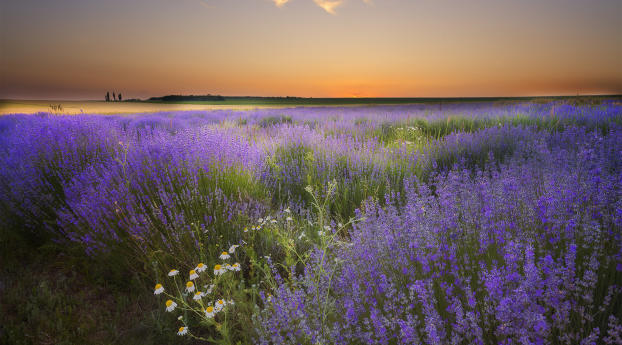 chamomile, lavender, field Wallpaper 1600x900 Resolution