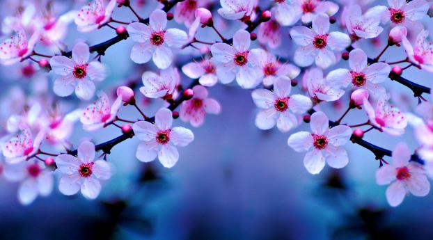 Cherry Blossom Wallpaper 2560x1600 Resolution