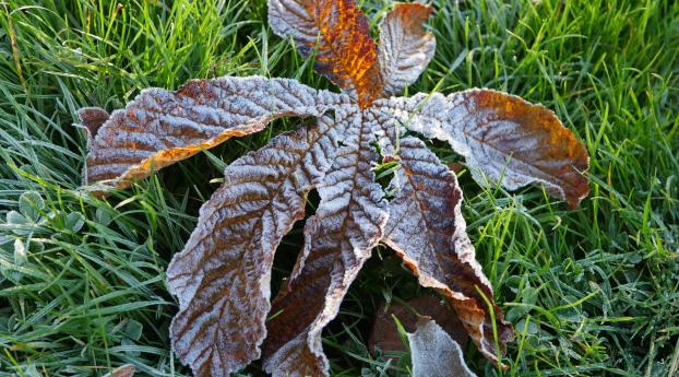 chestnut, leaf, frost Wallpaper 1024x768 Resolution