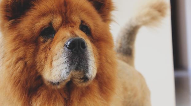 chow chow, dog, muzzle Wallpaper 2560x1440 Resolution
