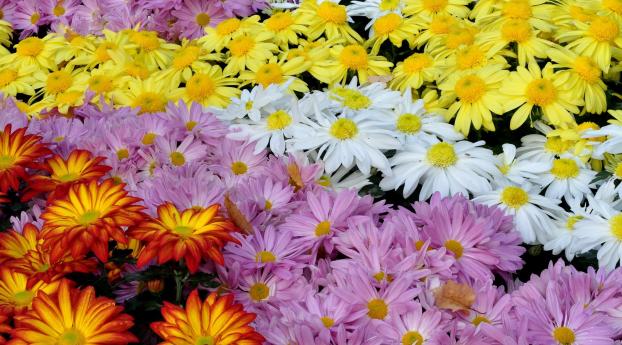 chrysanthemums, flowers, colorful Wallpaper