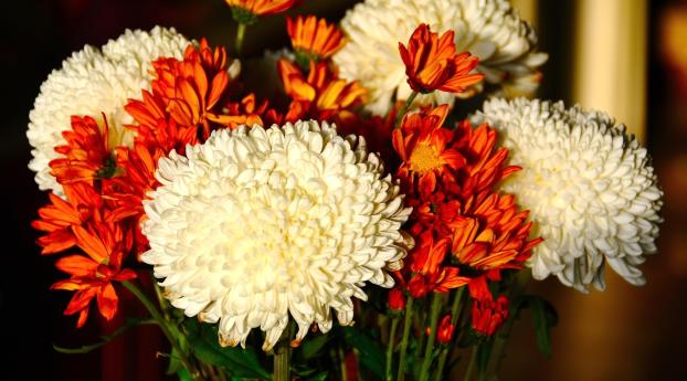 chrysanthemums, flowers, white Wallpaper 1080x2256 Resolution