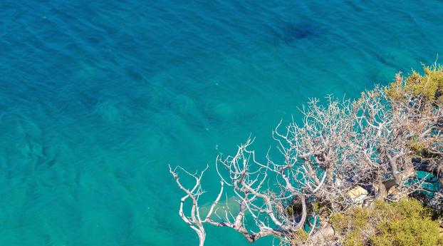 Clear Sea Trees Branches Wallpaper 480x854 Resolution