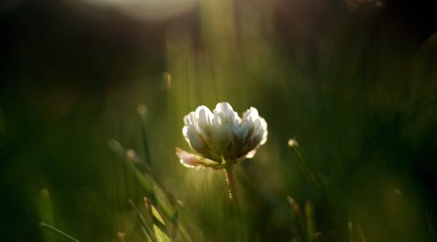 clover, flower, grass Wallpaper 1080x2246 Resolution