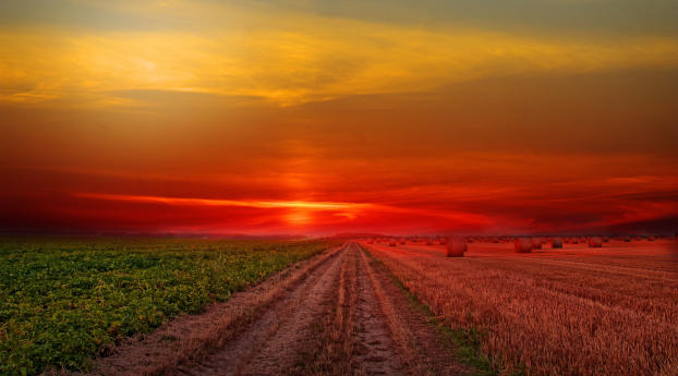 Colorful Sunset at Lonely Field Wallpaper 1082x1920 Resolution